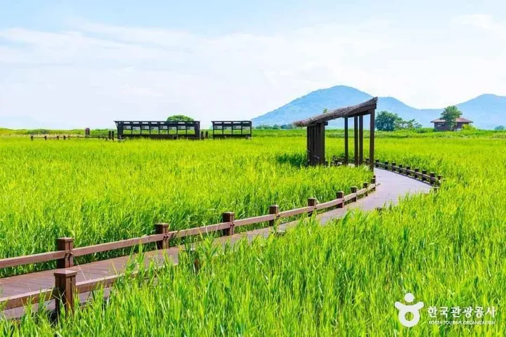 Suncheon Bay Wetland